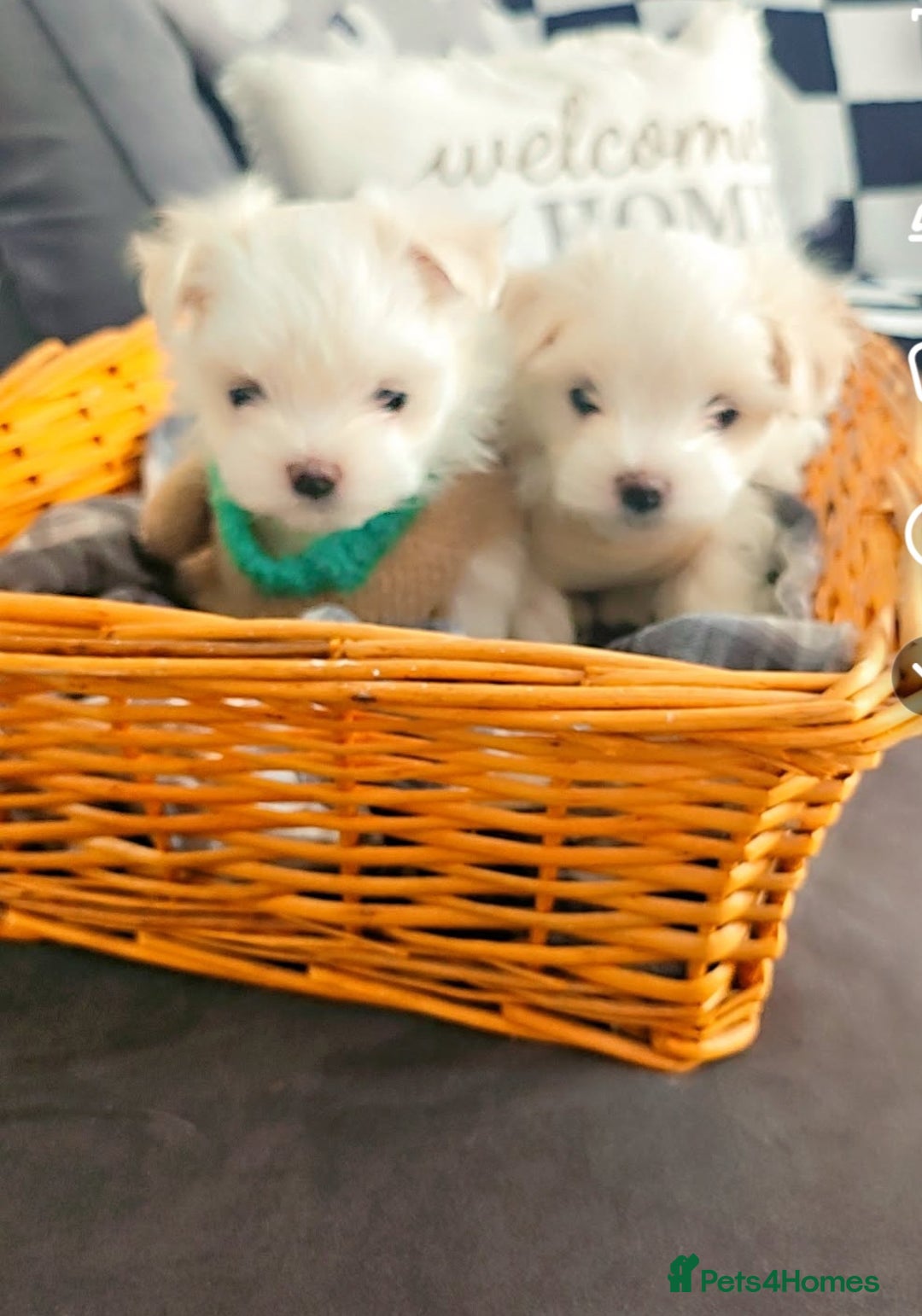 Maltese dogs for sale: Tiny korean - Image 2