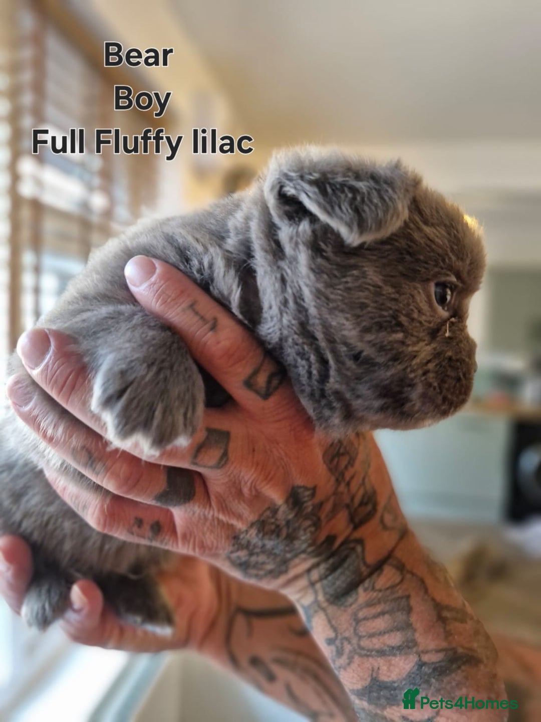 French Bulldog dogs for sale: French bulldog FLUFFY pups - Image 14