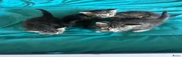 Mixed Breed cats for sale: 4 kittens  - Advert 14