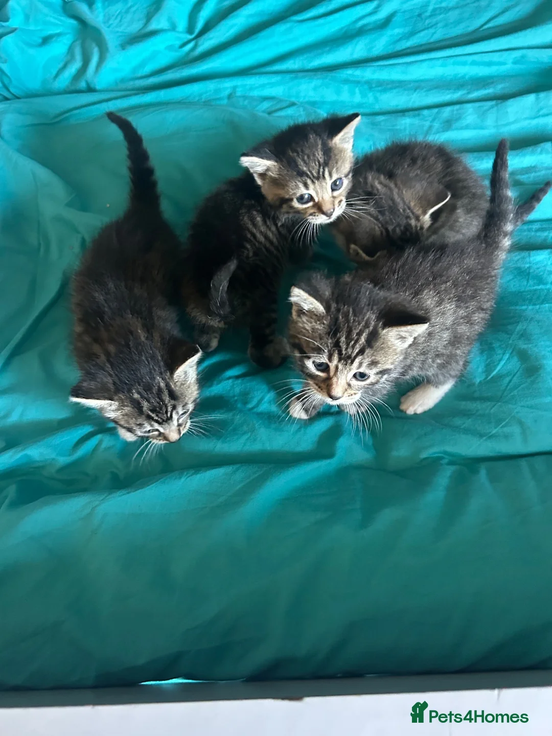 Mixed Breed cats for sale: 4 kittens  - Advert 14