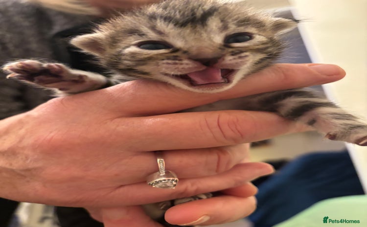 Mixed Breed cats Devon Rex x Bengal cross kittens  - Advert 8