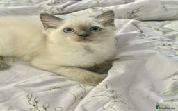 Ragdoll cats for sale: Adorable pure breed Ragdoll kitten  - Image 2