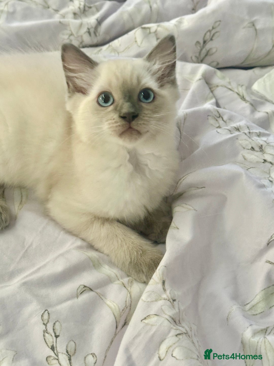 Ragdoll cats for sale: Adorable pure breed Ragdoll kitten  - Image 2