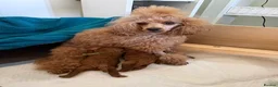 Miniature Poodle dogs for sale: Last Red Miniature Poodle  in Hinckley - Advert 8