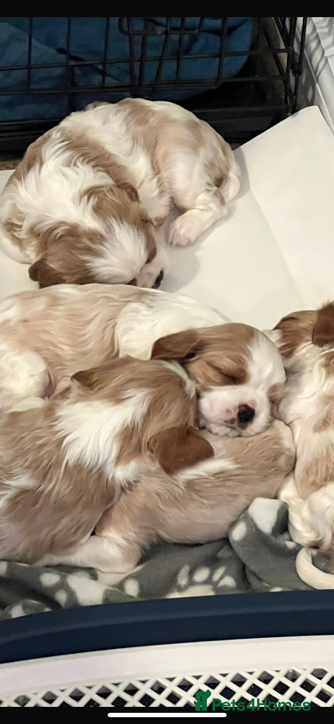 Cavalier King Charles Spaniel dogs 6 cavalier king Charles spaniel puppies - Advert 14