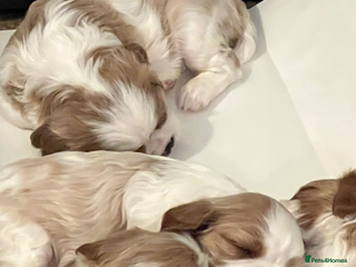 Cavalier King Charles Spaniel dogs 6 cavalier king Charles spaniel puppies - Advert 12