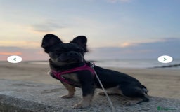 French Bulldog dogs for sale: Female French bulldog ❤️ - Image 7