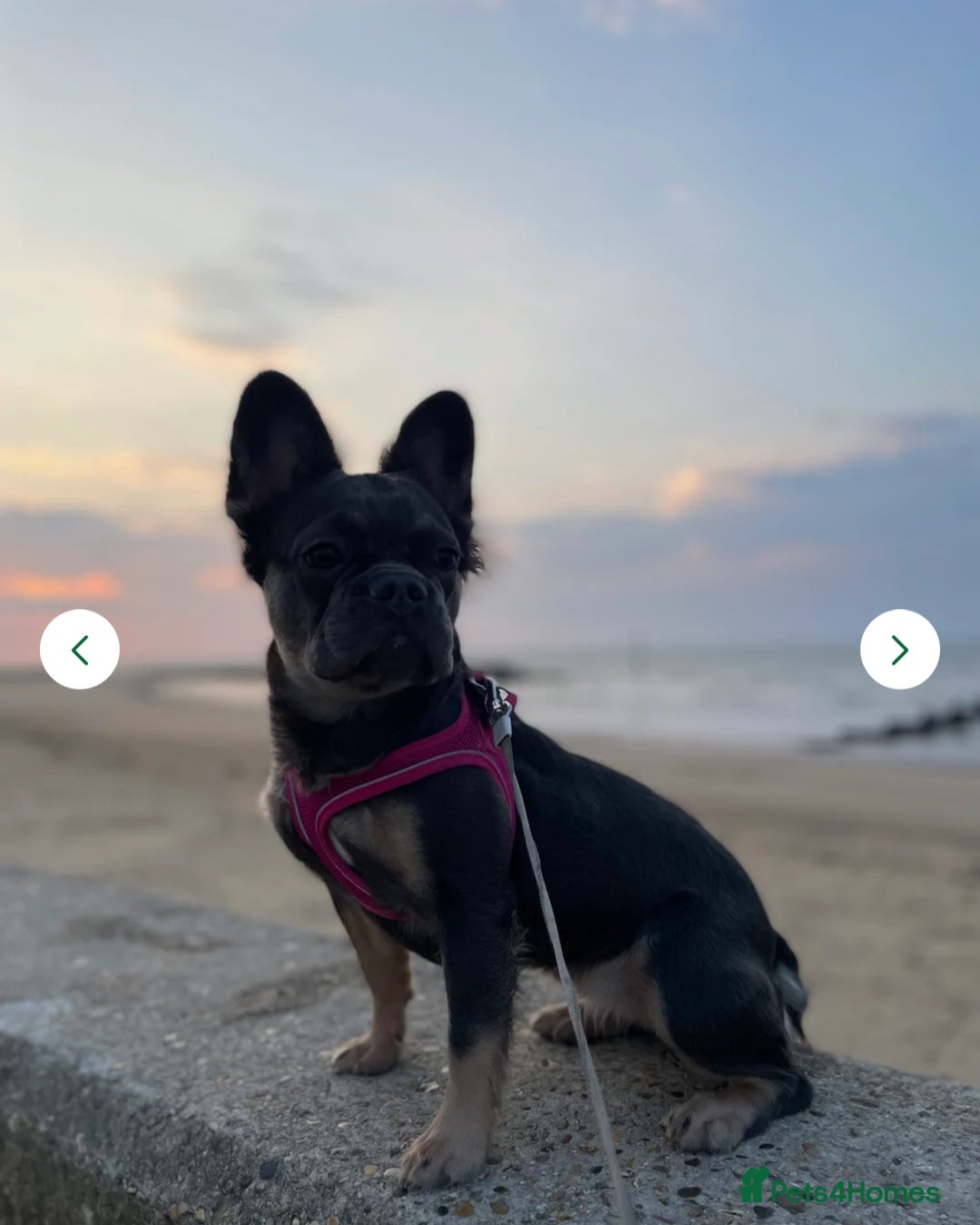 French Bulldog dogs for sale: Female French bulldog ❤️ - Image 7