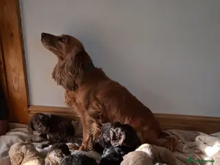 Cockapoo dogs F1 show type rare coulerd cockapoo puppies - Advert 1