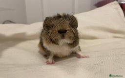 Guinea Pig rodents for sale: Baby Guinea Pig Boars - Image 10