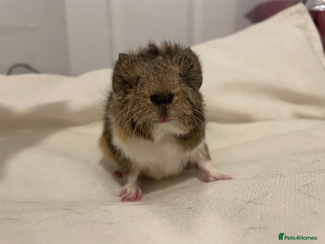Guinea Pig rodents for sale: Baby Guinea Pig Boars - Image 10