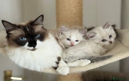 Ragdoll cats for sale: Ragdoll male kitten  - Image 5