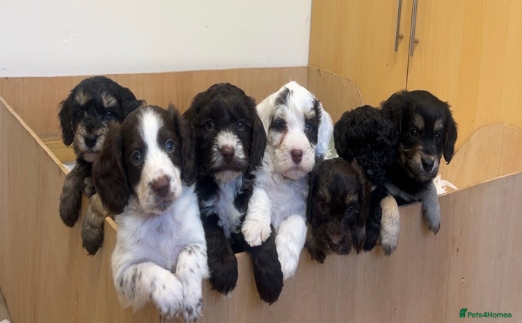 Cockapoo dogs - Advert 10