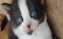 Mixed Breed cats for sale: Stunning long hair kittens for sale - Image 15