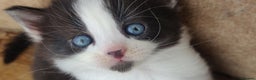 Mixed Breed cats for sale: Stunning long hair kittens for sale - Advert 14