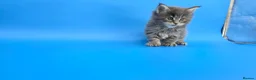 Maine Coon cats for sale: Tica Beautiful Maine Coon Kittens  - Advert 8