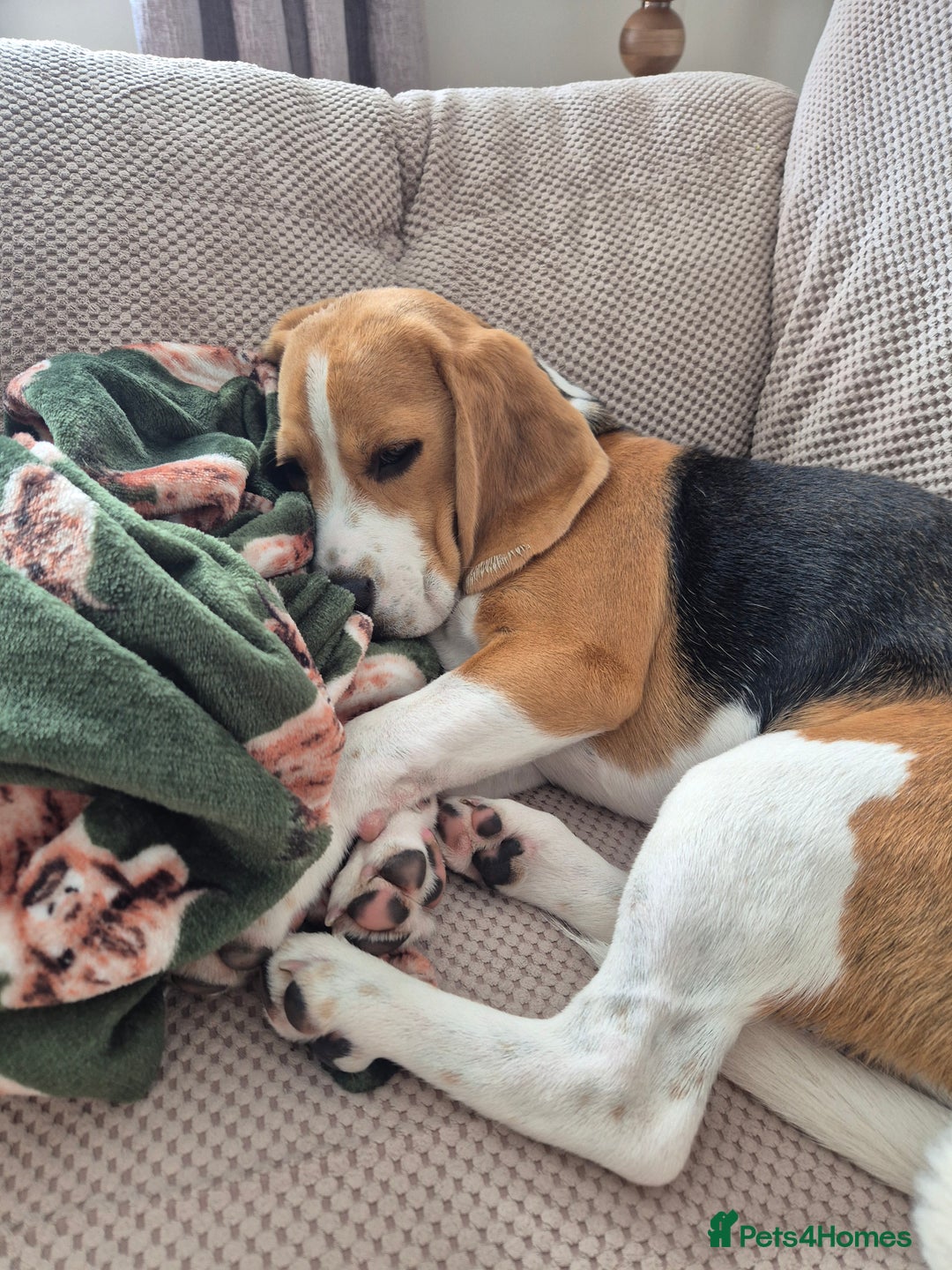 Beagle dogs for sale: Looking for a new loving family 10 mouths beagle  - Advert 4