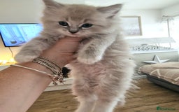 Ragdoll cats for sale: Mink ragdoll babies  - Image 2