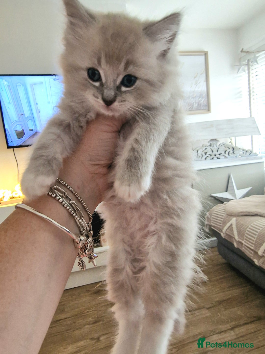 Ragdoll cats for sale: Mink ragdoll babies  - Image 2