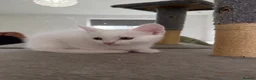 Mixed Breed cats for sale: Kittens very unusual  - Advert 12