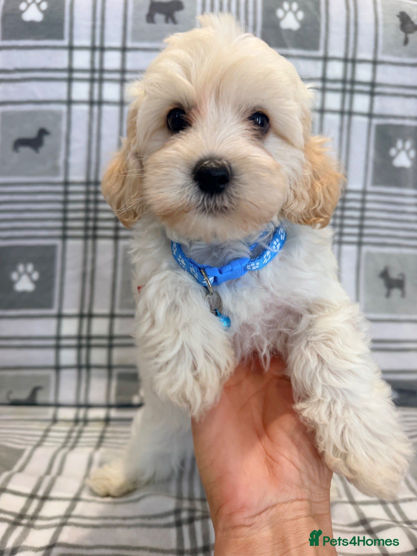 Maltipoo dogs Happy,loving affectionate Health Tested Maltipoo’s - Advert 2
