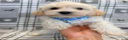 Maltipoo dogs for sale: Happy,loving affectionate Health Tested Maltipoo’s - Advert 2