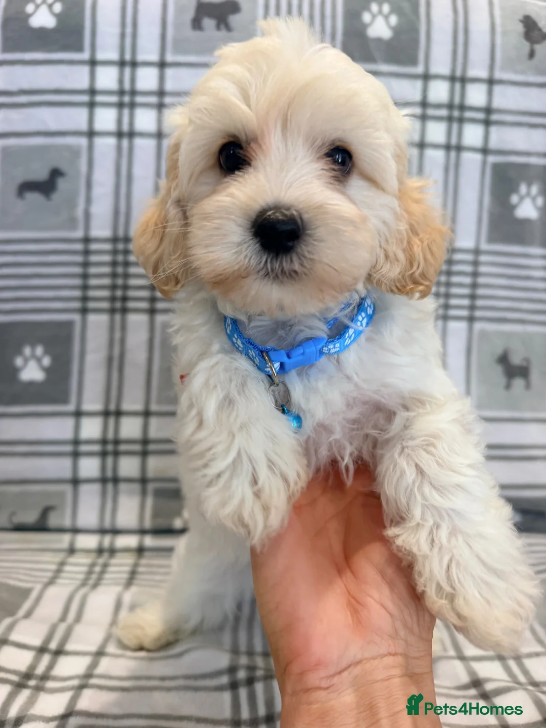 Maltipoo dogs for sale: Happy,loving affectionate Health Tested Maltipoo’s - Advert 2