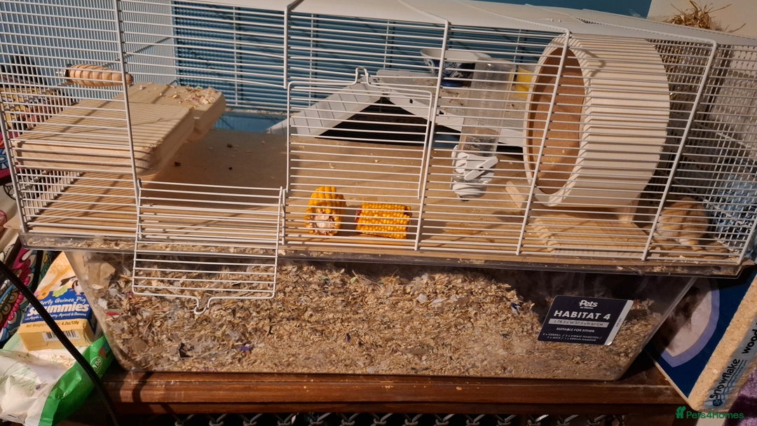 Gerbil rodents for sale: 4 baby male gerbils plus cage & acessories - Advert 3