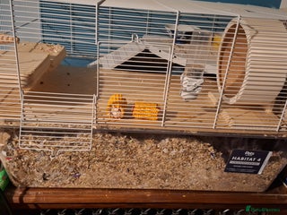 Gerbil rodents 4 baby male gerbils plus cage & acessories - Advert 3