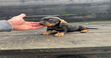 Dachshund dogs - Advert 7
