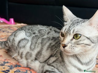 Bengal cats kittens - Advert 1