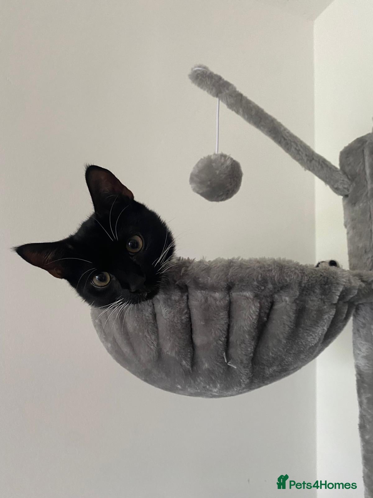 Domestic Shorthair cats Gentle Blu looking for larger home ✨ - Advert 9