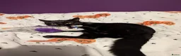 Mixed Breed cats for sale: Truffles black kitten  in Milton Keynes - Advert 5