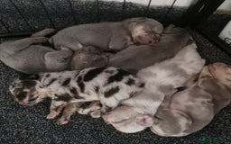 French Bulldog dogs for sale: Female merl - Image 3