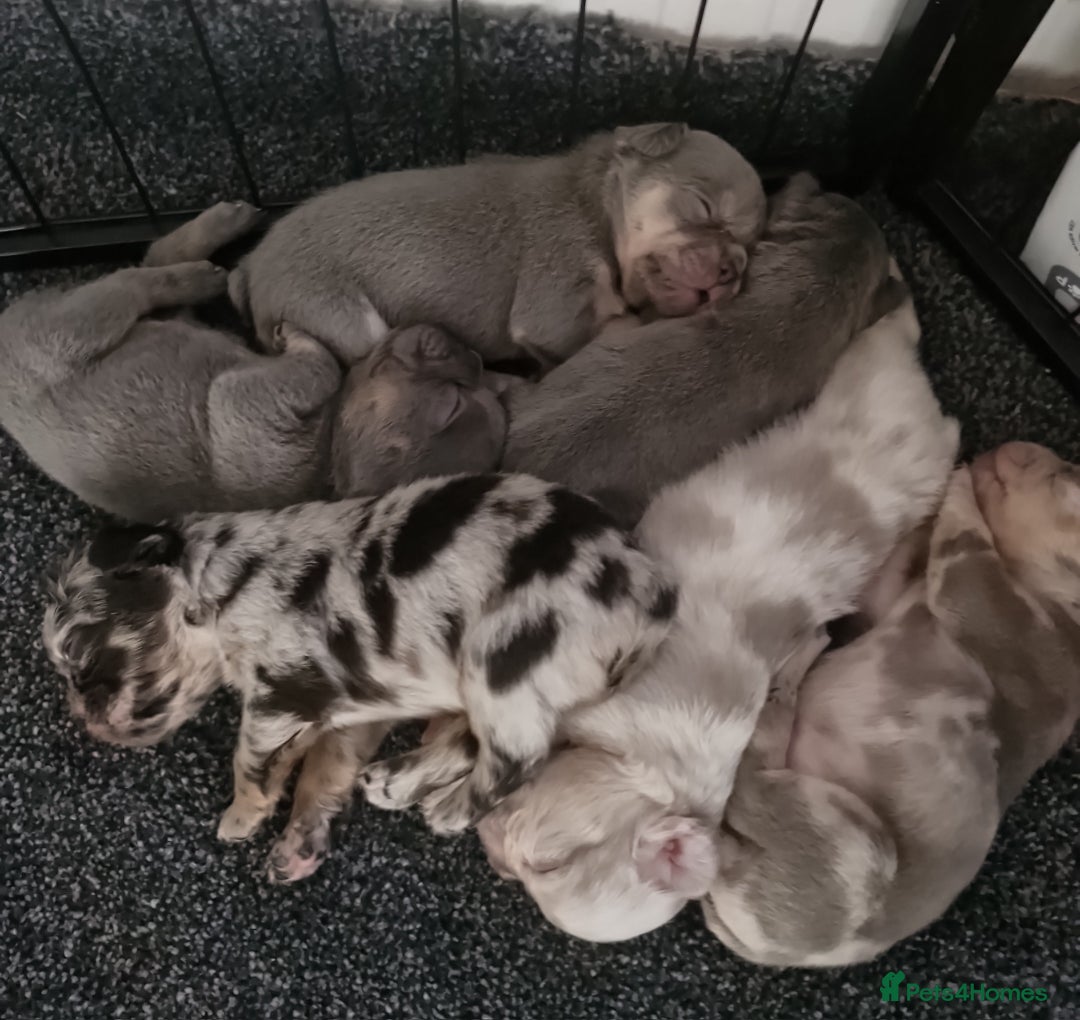 French Bulldog dogs for sale: Female merl - Image 3