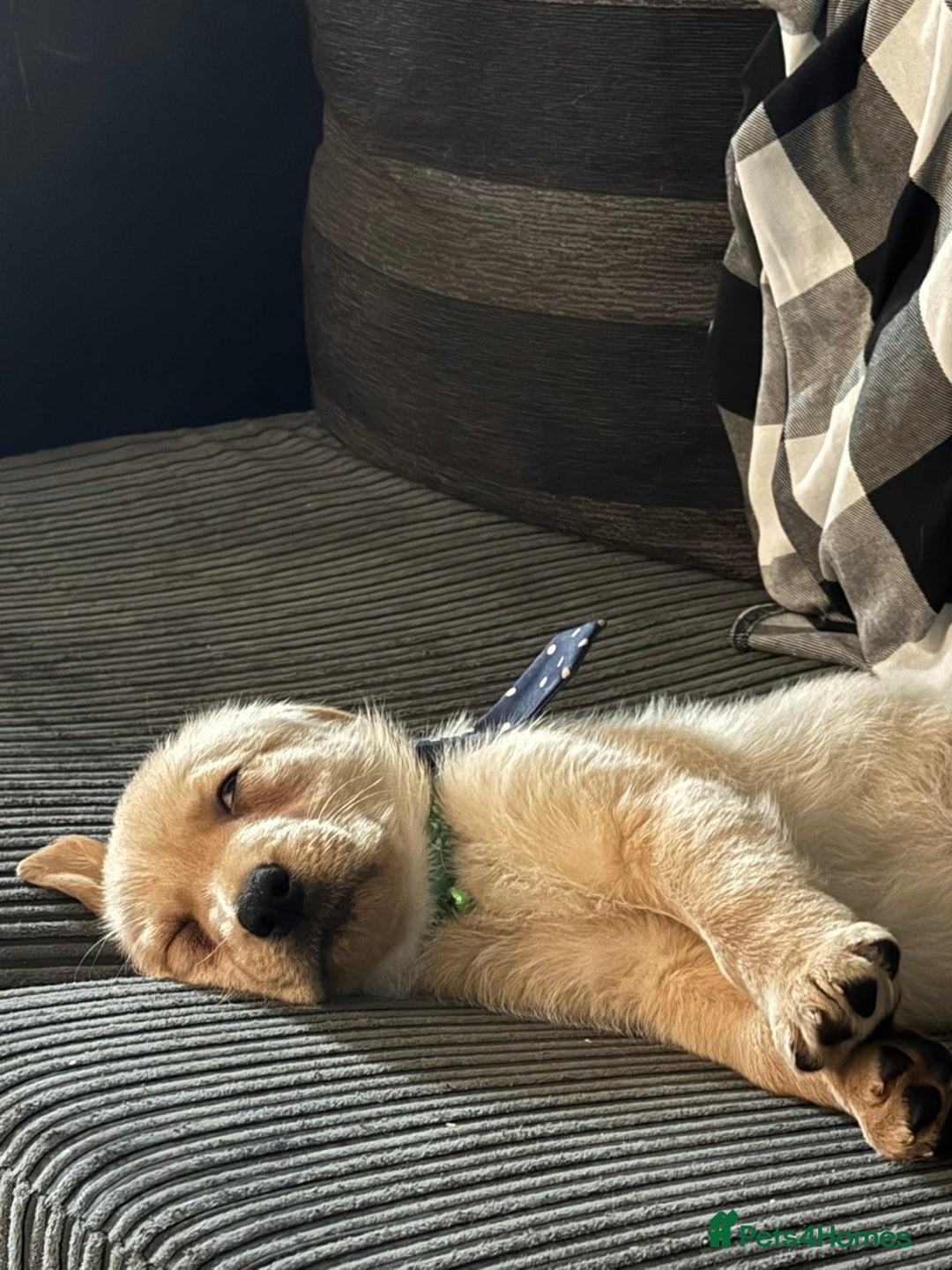 Labrador Retriever dogs for sale: White lab male - Advert 15