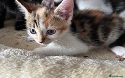 Mixed Breed cats for sale: Beautiful loving kittens  - Image 5