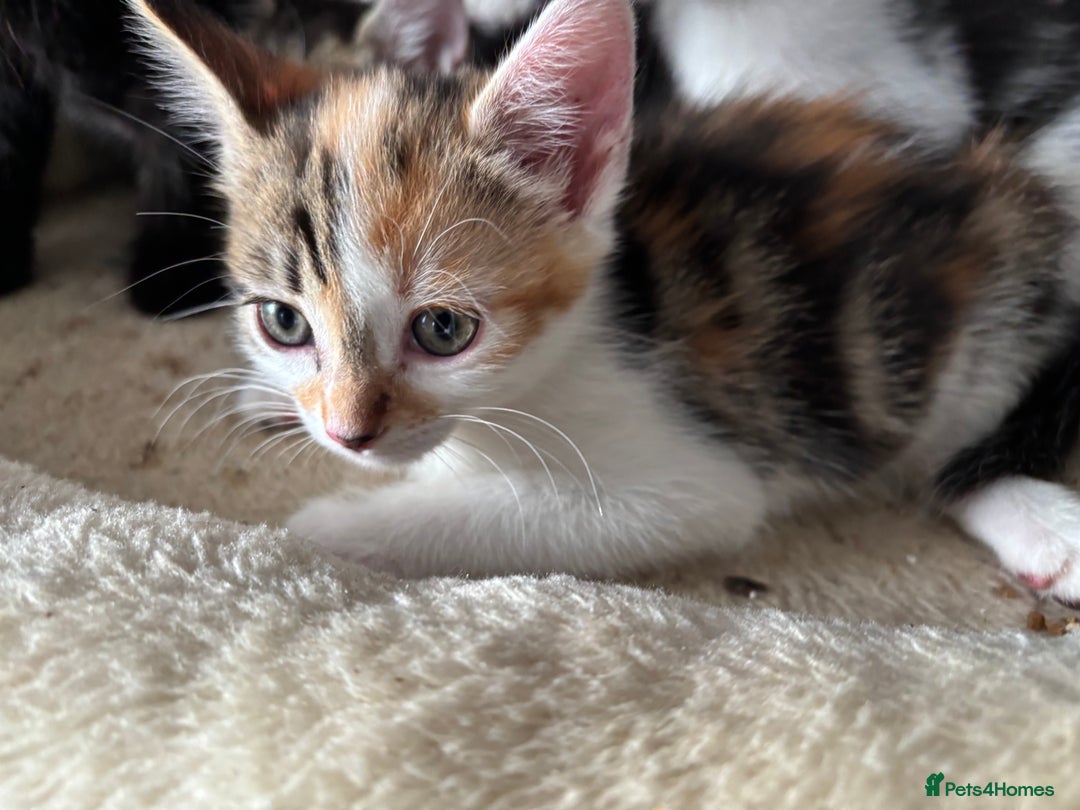 Mixed Breed cats for sale: Beautiful loving kittens  - Image 5
