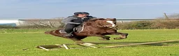 English Thoroughbred horses for sale: URGENT URGENT home needed 3 new forest Gelding - Advert 11