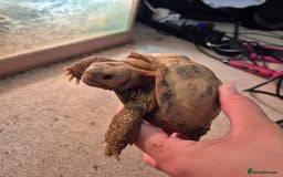 Tortoise reptiles for sale: Horsfield tortoise - Image 2
