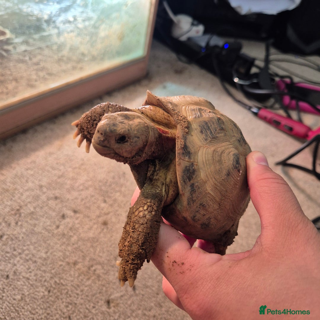 Tortoise reptiles for sale: Horsfield tortoise - Image 2