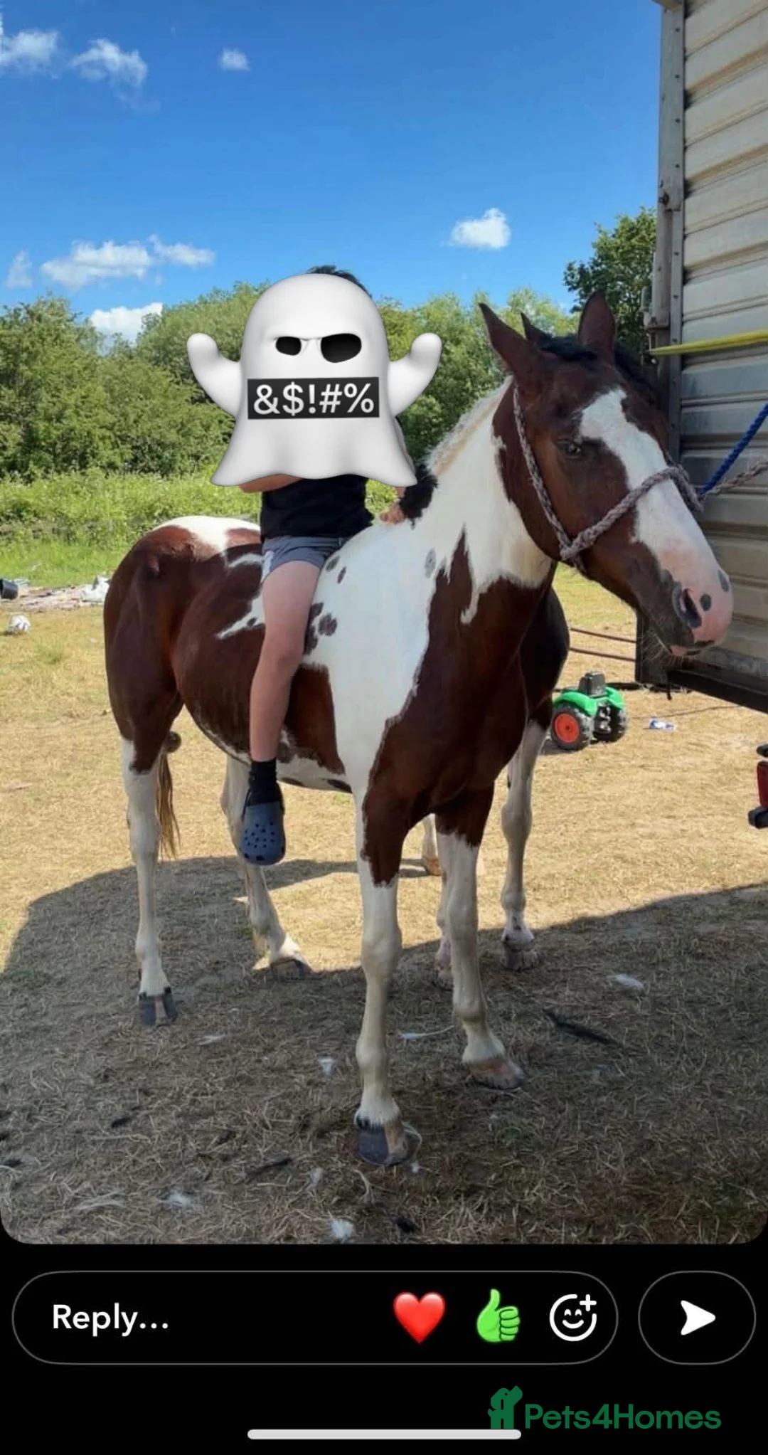 Polish Halfbred horses for sale: 14hh 5 year old gelding ride and drive  - Advert 2