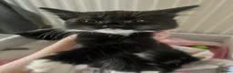 British Longhair cats for sale: 3 female kittens still available  - Advert 4