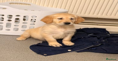 Golden Retriever dogs KC Reg Gold & Fox Red Golden Retriever puppies  - Advert 14