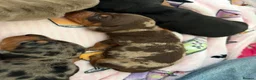 Miniature Dachshund dogs for sale: Beautiful litter of miniature dachshunds  in Sunderland - Advert 4