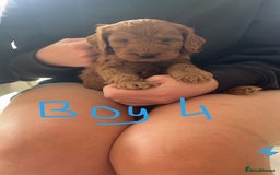 Cockapoo dogs for sale: F1 cockapoos (Northern Ireland) - Image 9