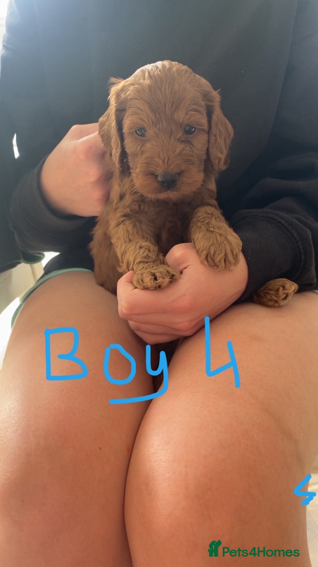 Cockapoo dogs for sale: F1 cockapoos (Northern Ireland) - Image 9