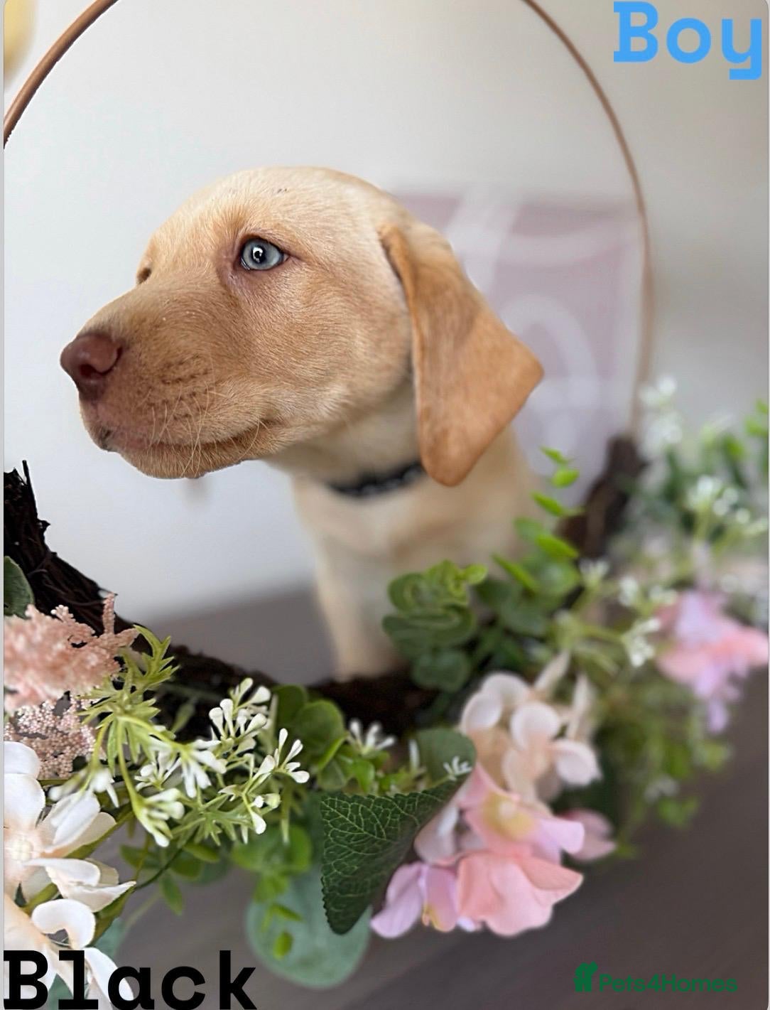 Labrador Retriever dogs for sale: Stunning KC reg Labrador pups ready to leave  - Advert 1