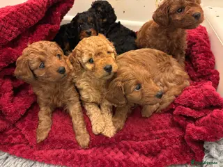 Cockapoo dogs Cockapoo Puppies - Advert 1