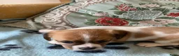 Mixed Breed dogs for sale: 3 lovely cava Jacks for sale  in Ipswich - Advert 4